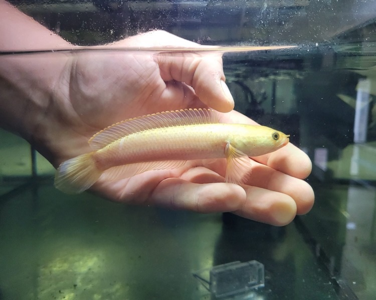 Xanthic Golden Channa limbata ~ 5-7cm